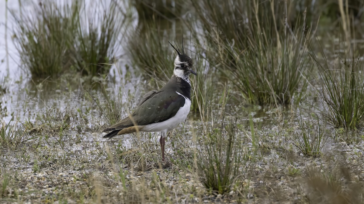 Kiebitz - ML646726192