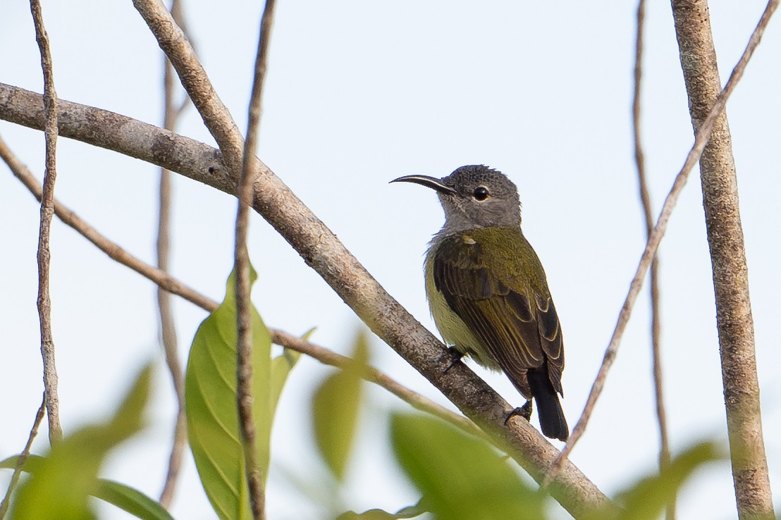 Black Sunbird - ML646726195
