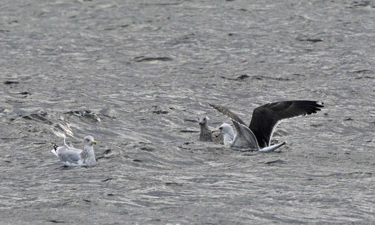 Great Black-backed Gull - ML646726196