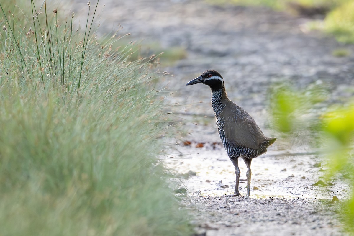 Barred Rail - ML646726198