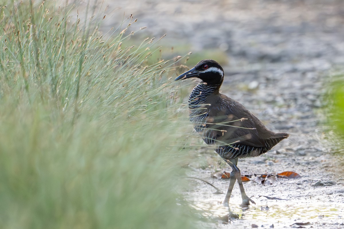 Barred Rail - ML646726199