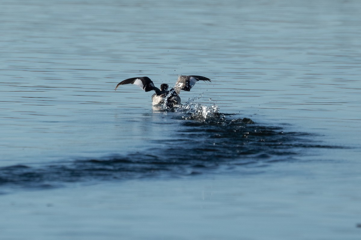 Grèbe esclavon - ML646726200