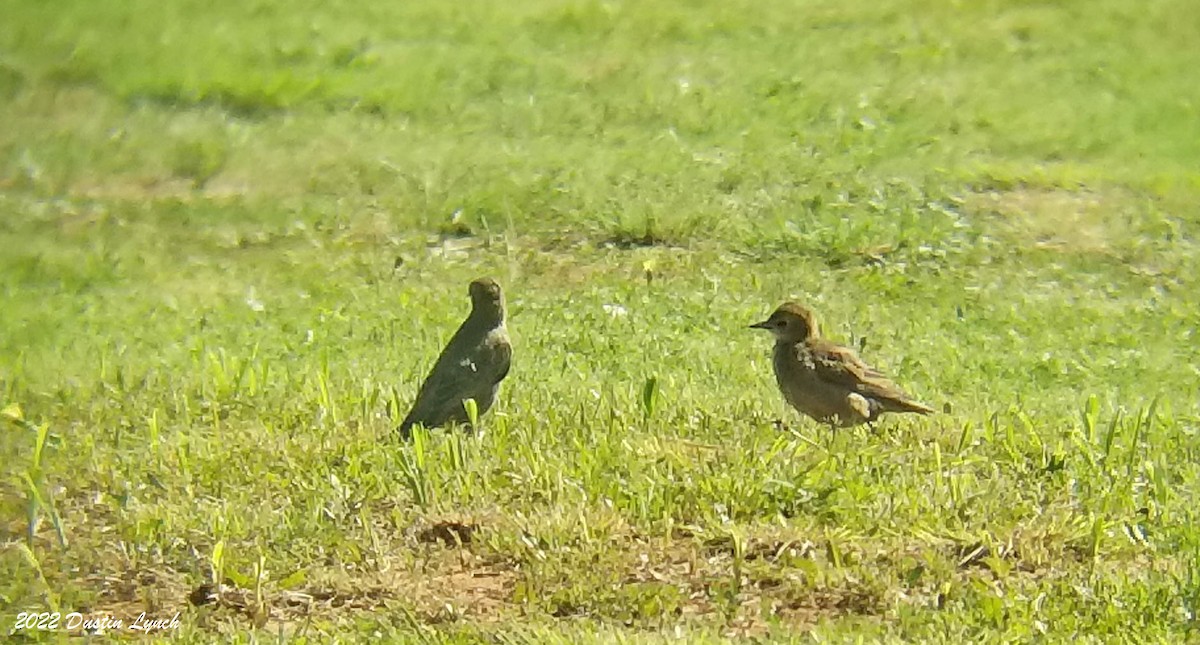 ホシムクドリ - ML646726201