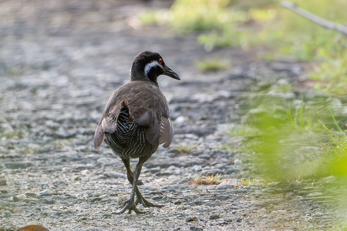 Barred Rail - ML646726203