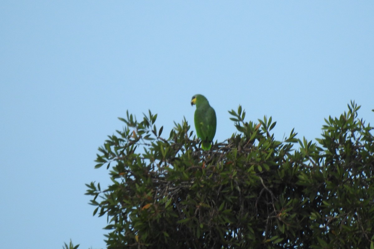 Orange-winged Amazon - ML646726204