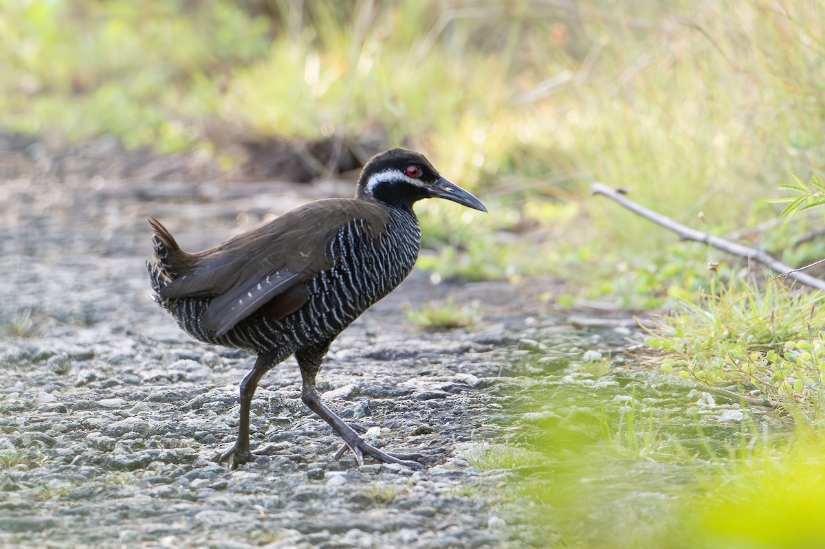Barred Rail - ML646726205