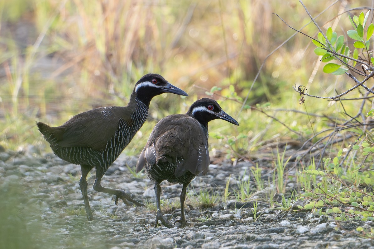 Barred Rail - ML646726206