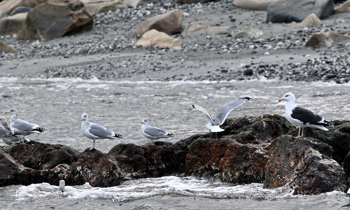 Great Black-backed Gull - ML646726210