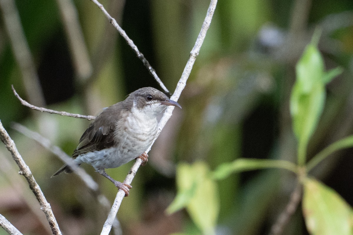 Brown-backed Honeyeater - ML646726211