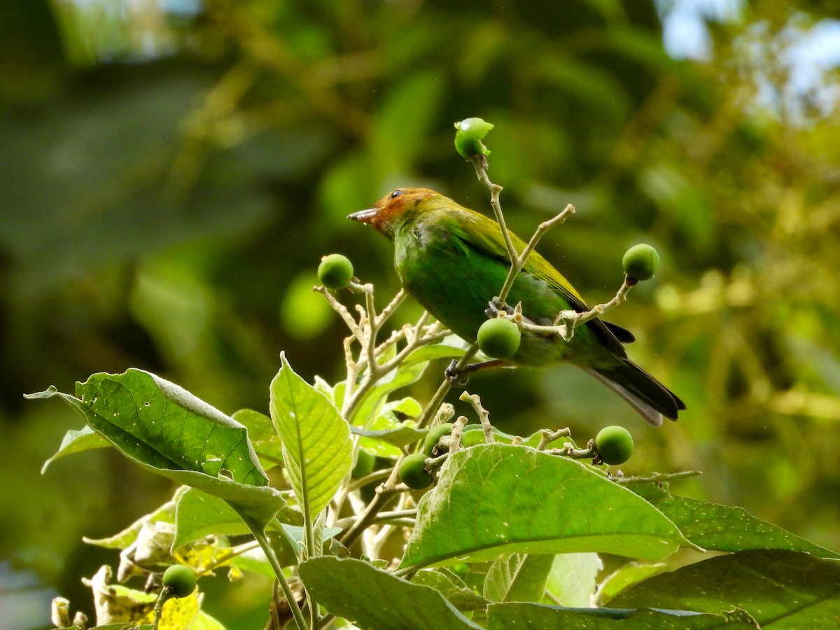 Bay-headed Tanager - ML646726212