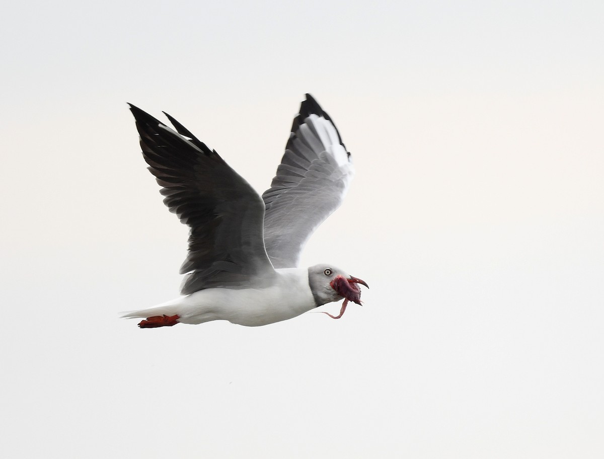 gråhodemåke - ML646726213