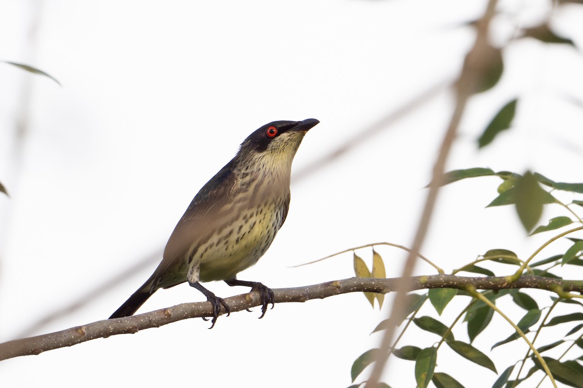 Metallic Starling (Metallic) - ML646726214