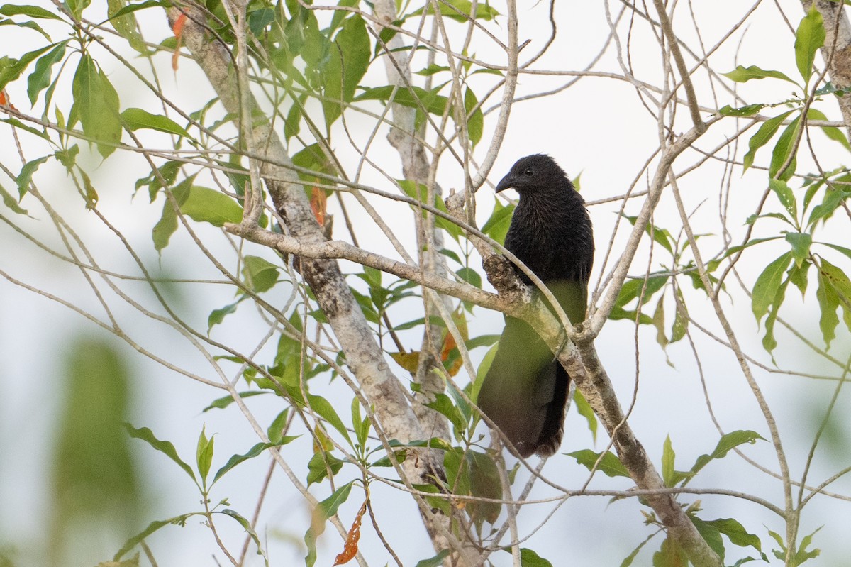 Lesser Black Coucal - ML646726217