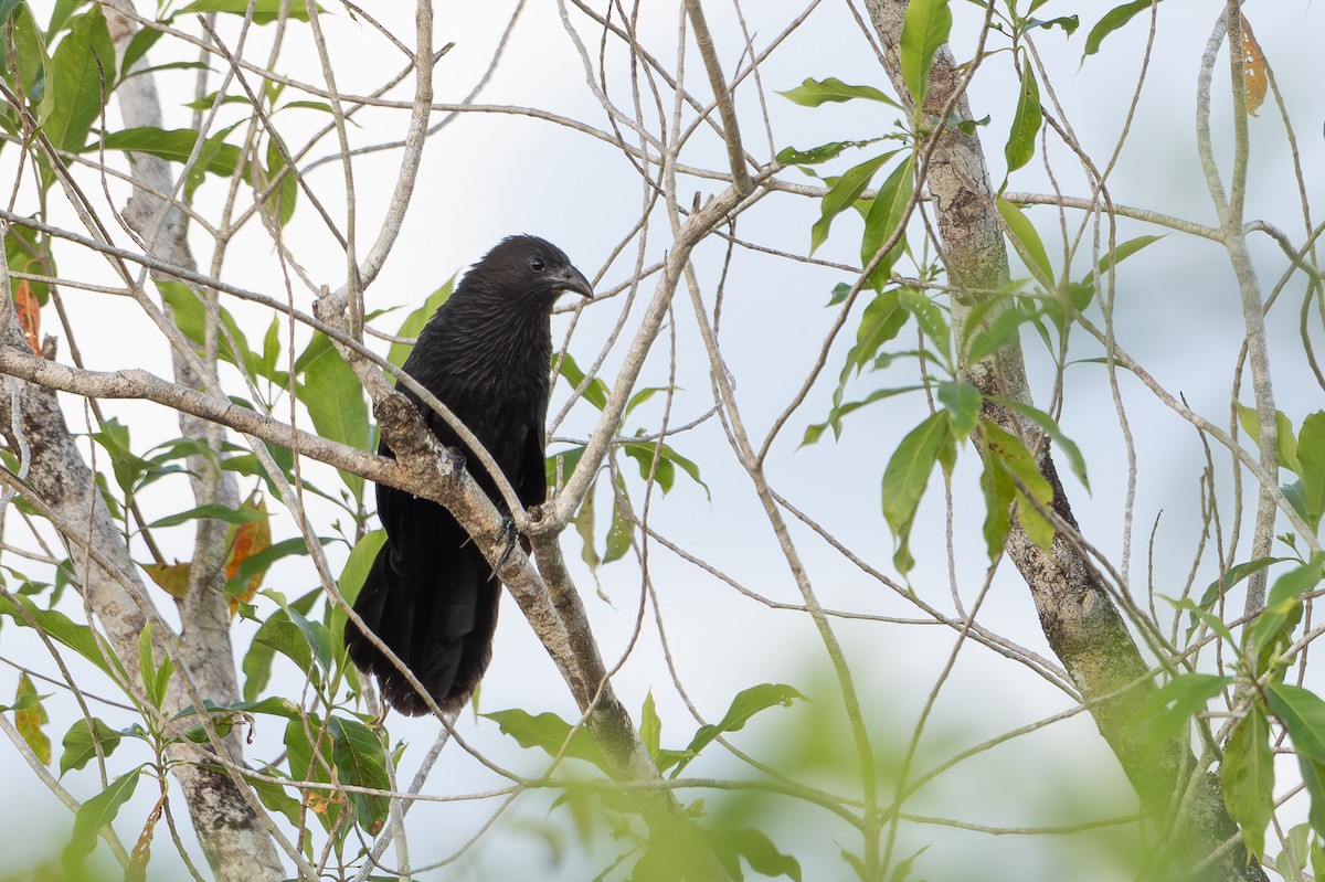 Lesser Black Coucal - ML646726218