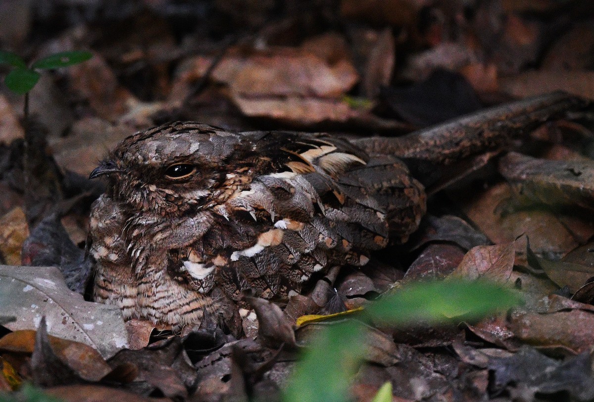 Long-tailed Nightjar - ML646726222