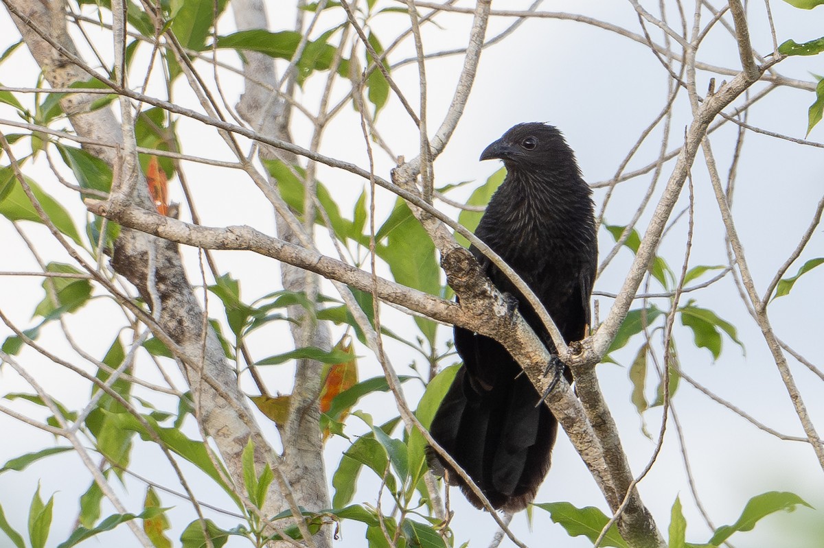 Lesser Black Coucal - ML646726224