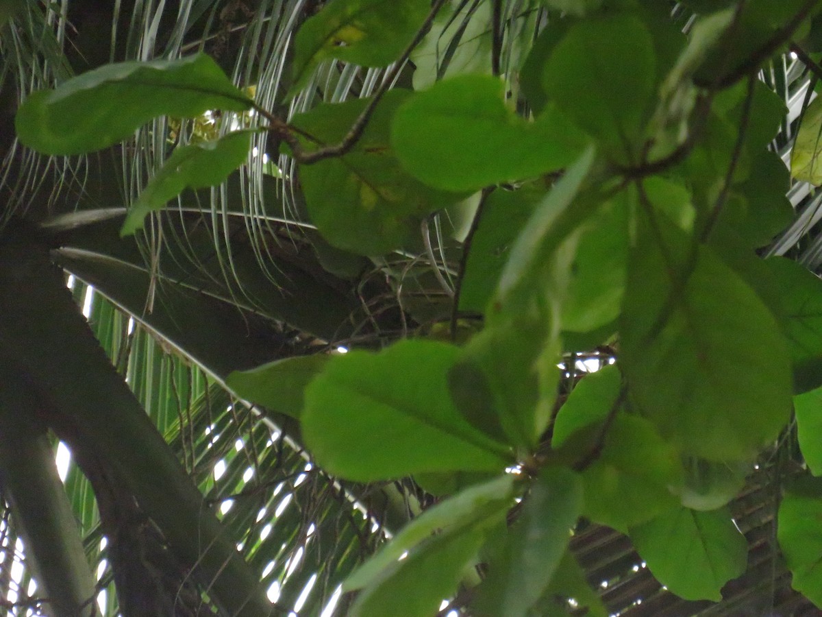 Ornate Sunbird - ML646726225