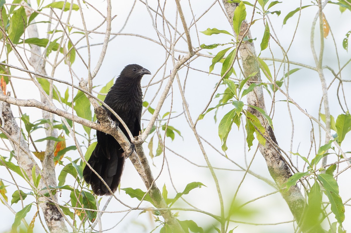Lesser Black Coucal - ML646726226