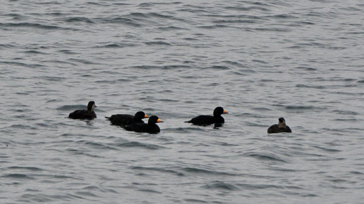 amerikasvartand - ML646726227