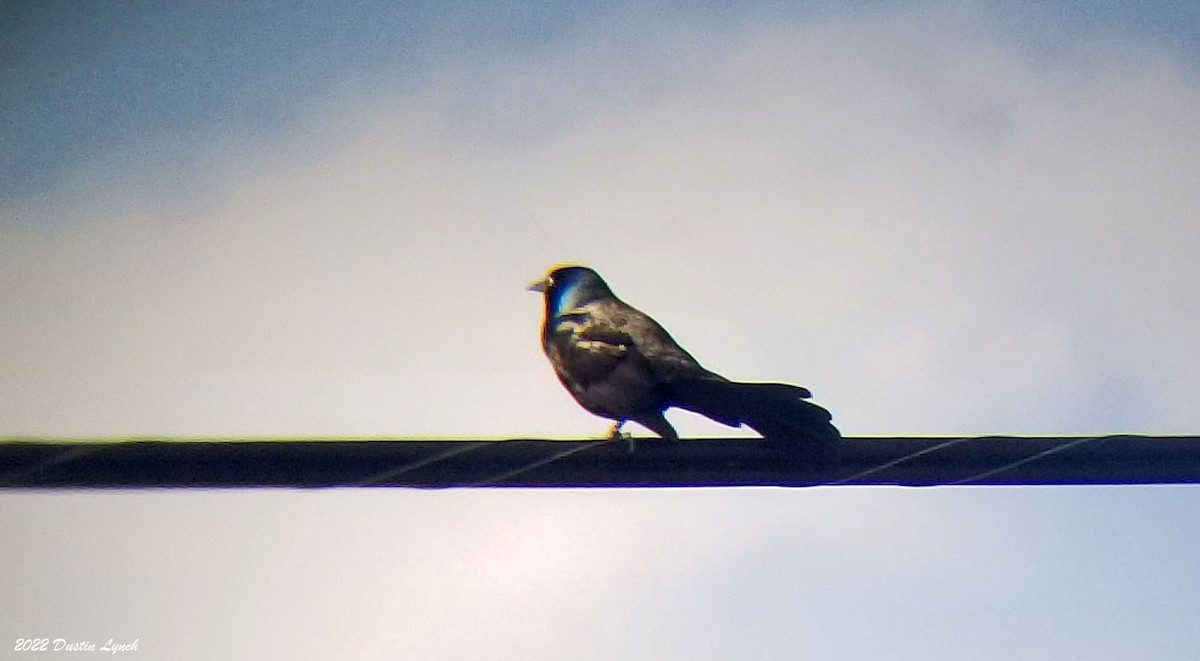 Purpurgrackel - ML646726234