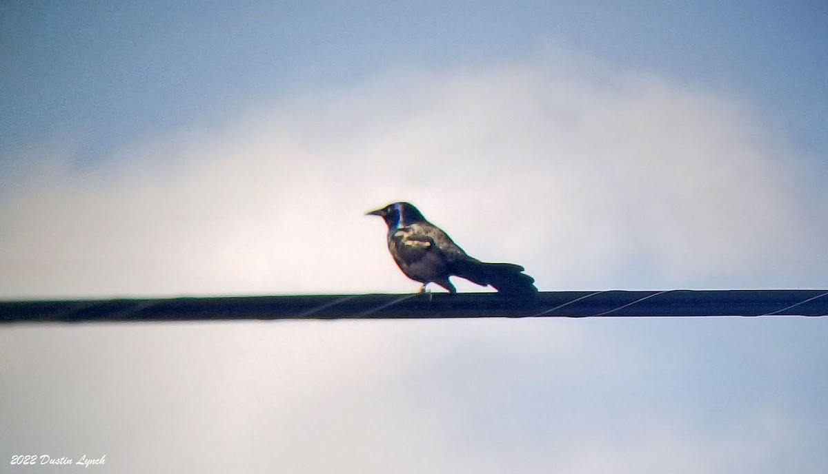 Purpurgrackel - ML646726235