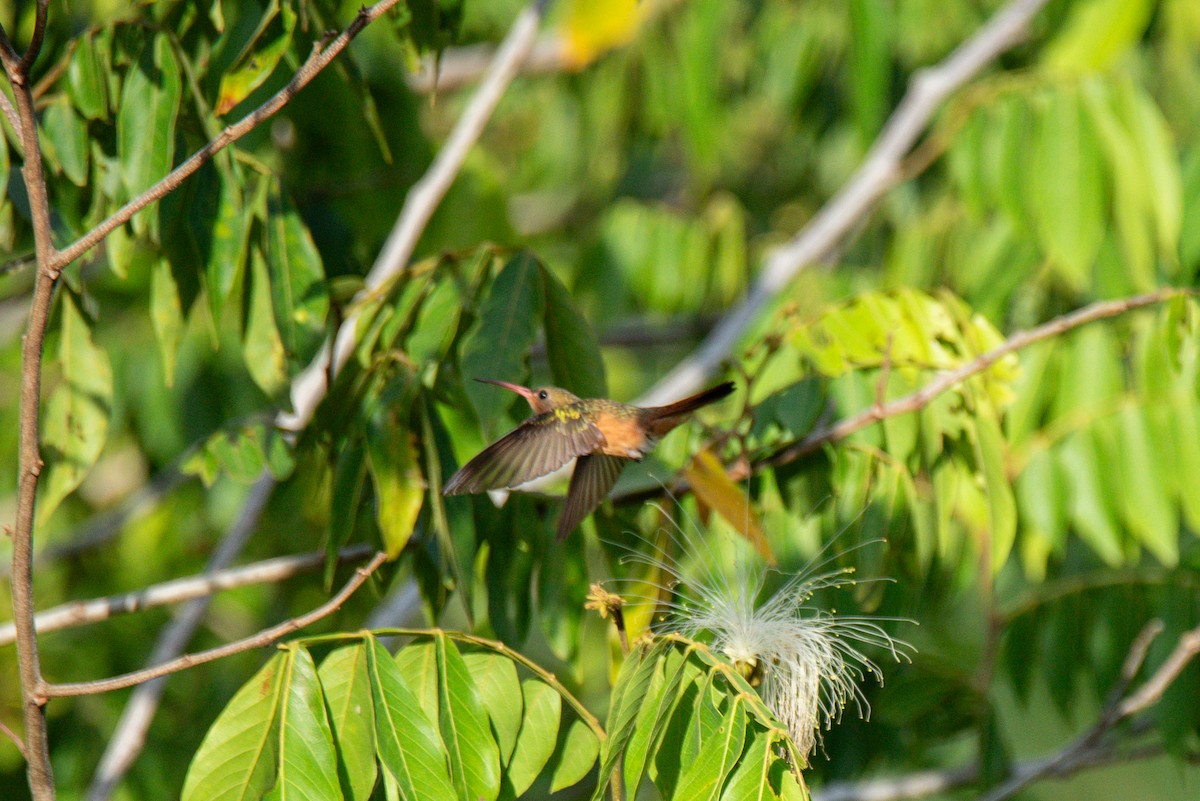Cinnamon Hummingbird - ML646726241