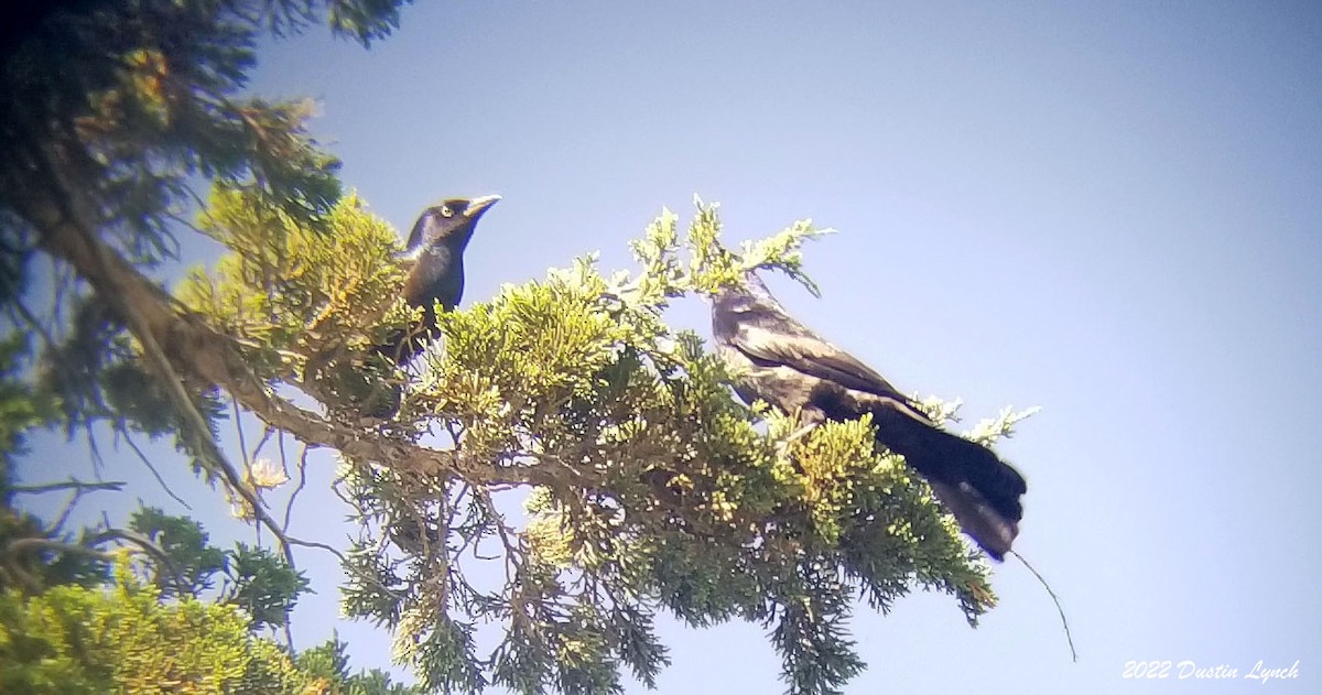 Purpurgrackel - ML646726242