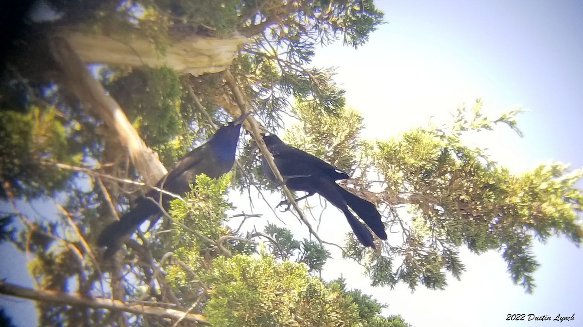 Purpurgrackel - ML646726243