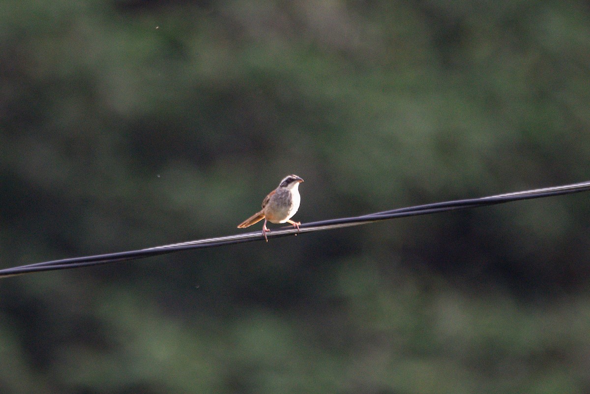 Stripe-headed Sparrow - ML646726247