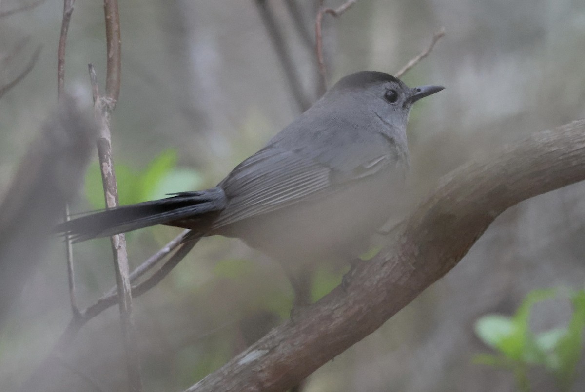 Gray Catbird - ML646726249