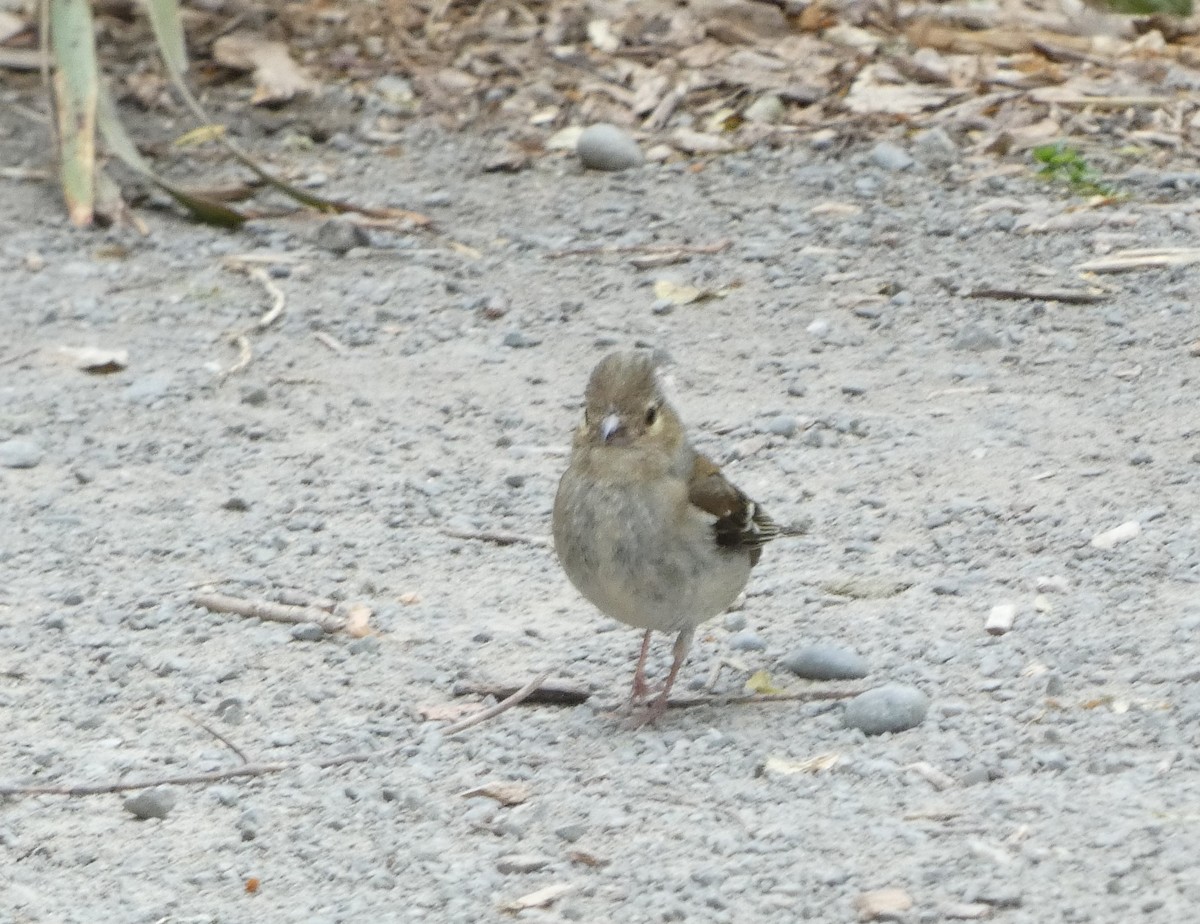 Common Chaffinch - ML646726250