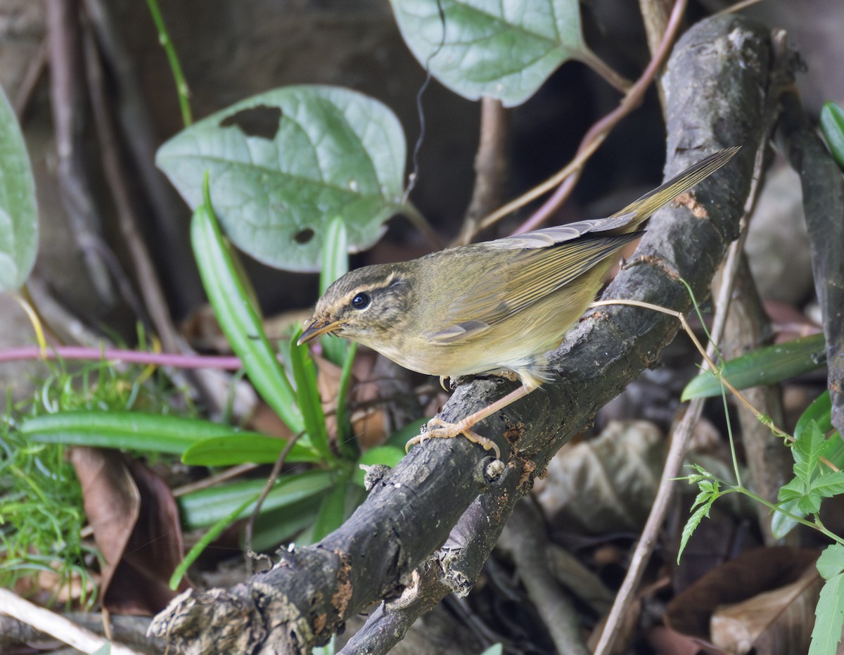 Bartlaubsänger - ML646726251