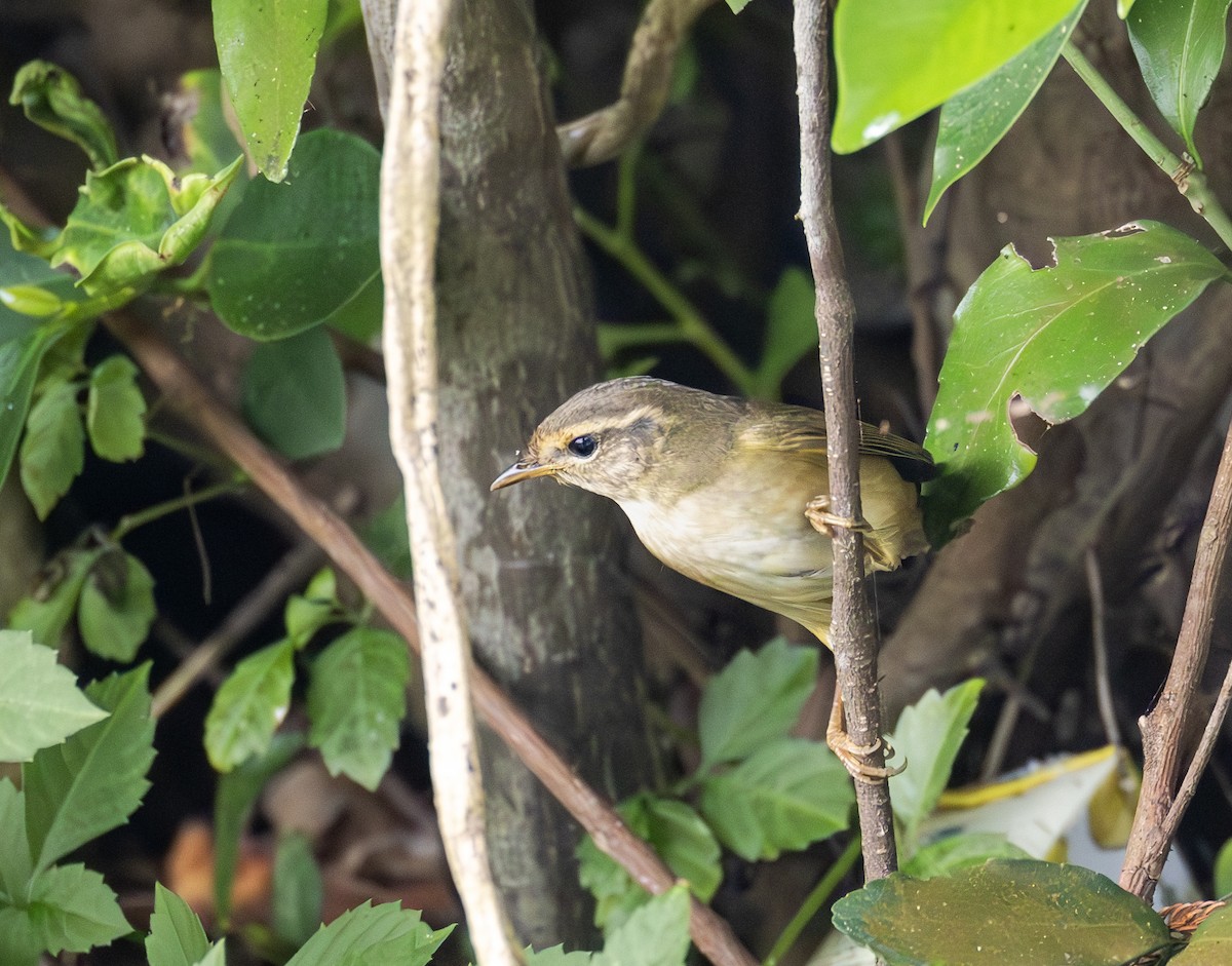 Bartlaubsänger - ML646726252