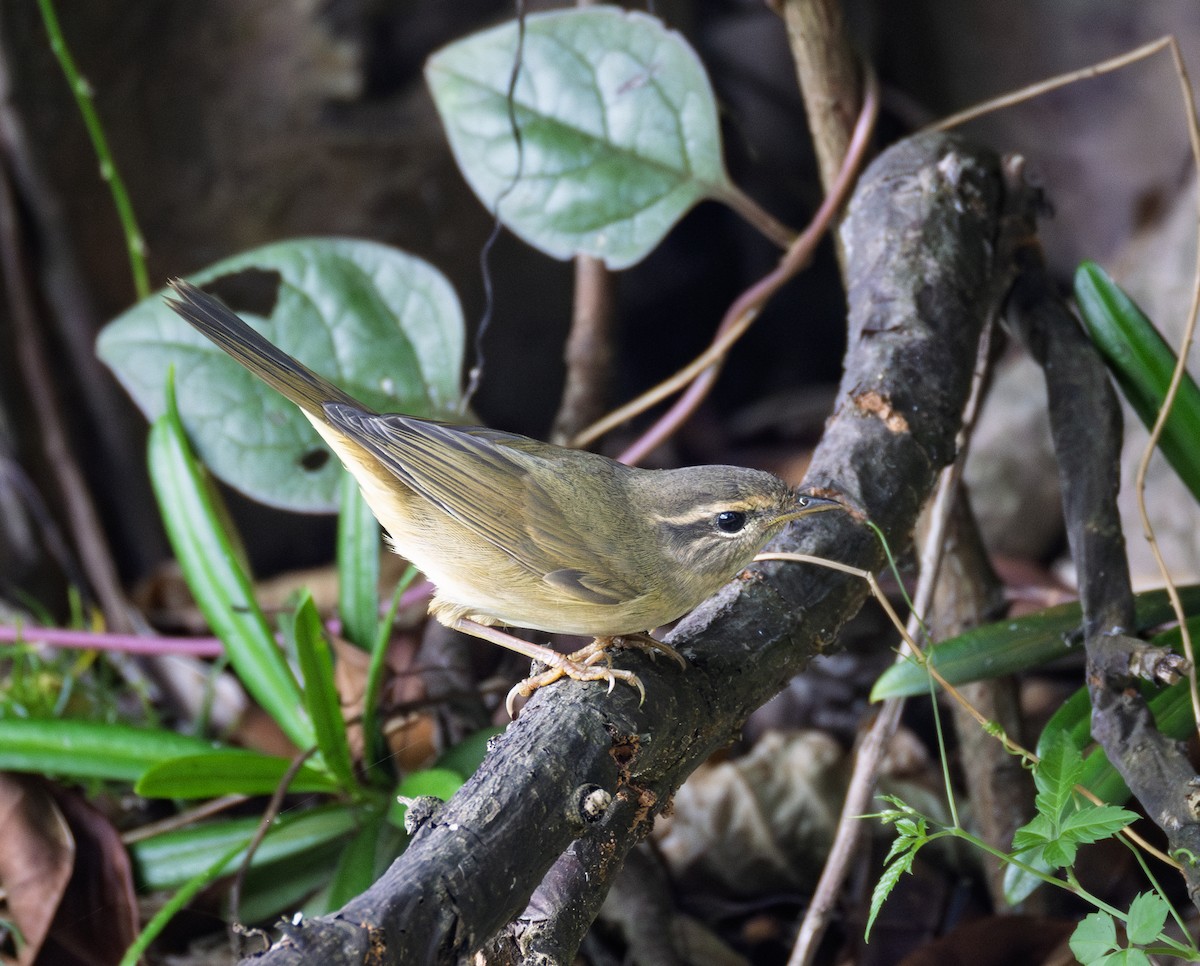 Bartlaubsänger - ML646726253