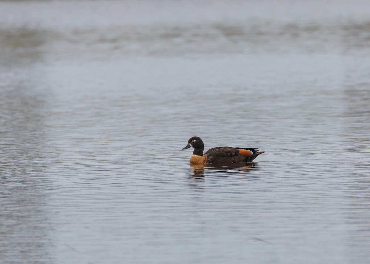 Australian Shelduck - ML646726254