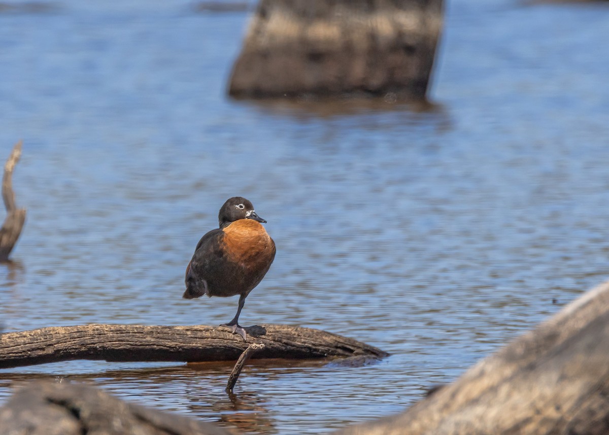 Australian Shelduck - ML646726255