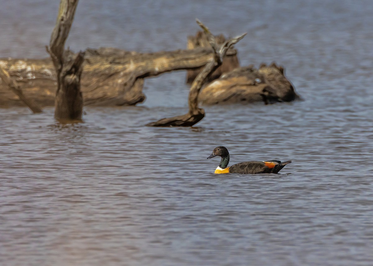 Australian Shelduck - ML646726256