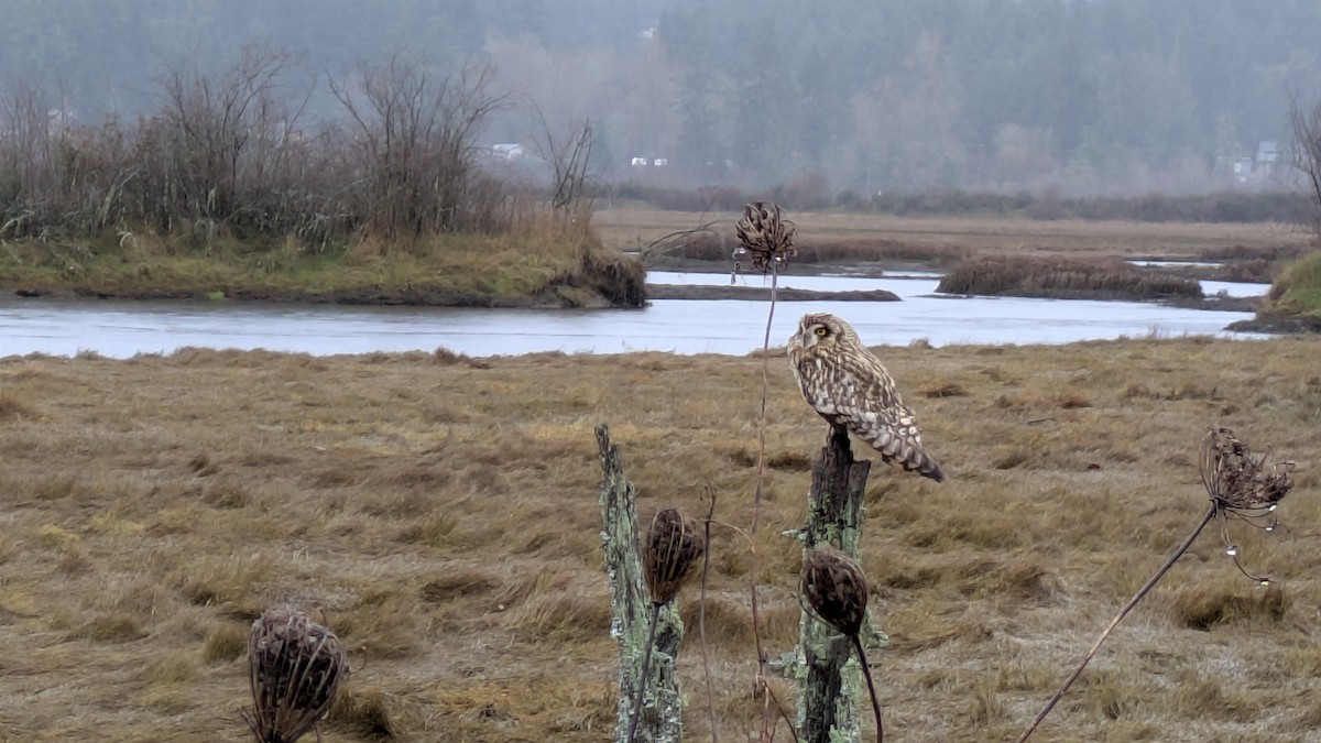Short-eared Owl - ML646726266