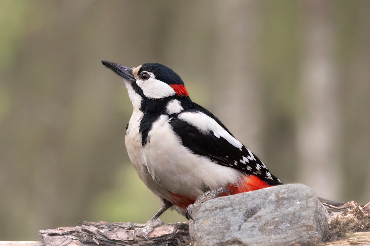 アカゲラ - ML646726267