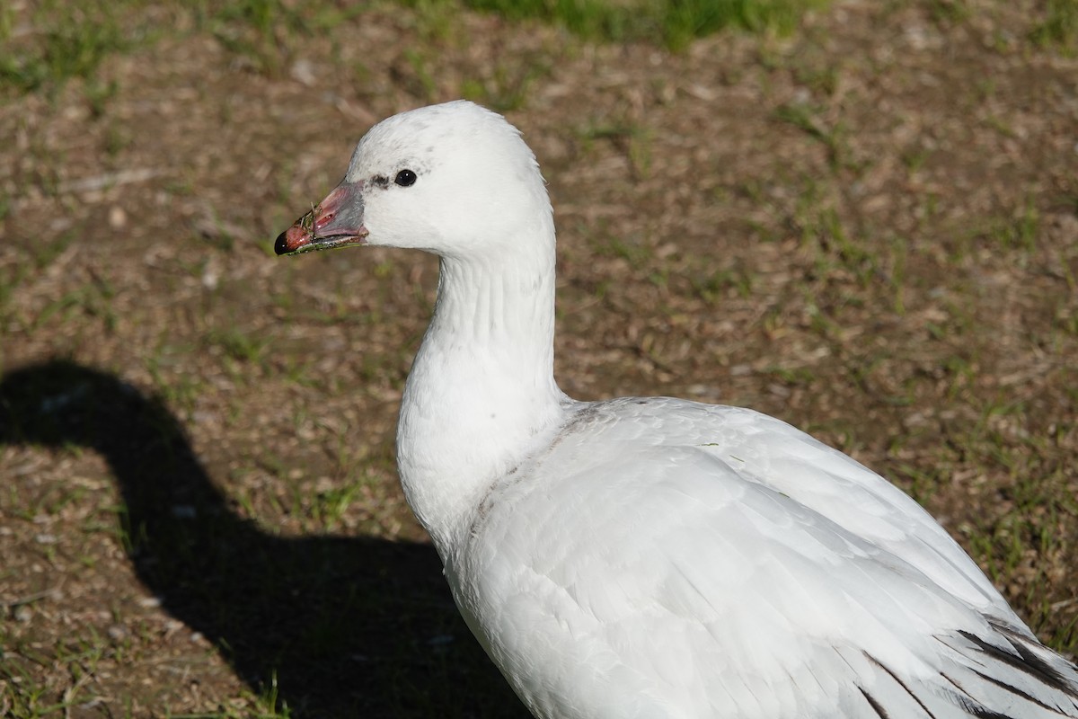 Zwergschneegans - ML646726272