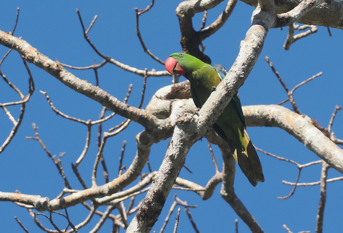 Большеклювый попугай - ML646726273