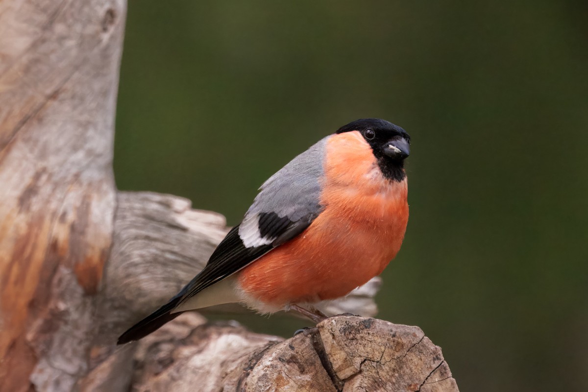 ウソ（pyrrhula グループ） - ML646726275