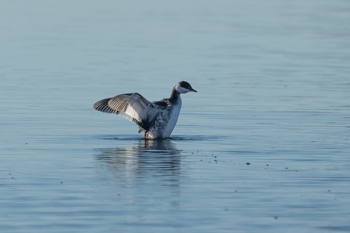 Grèbe esclavon - ML646726276