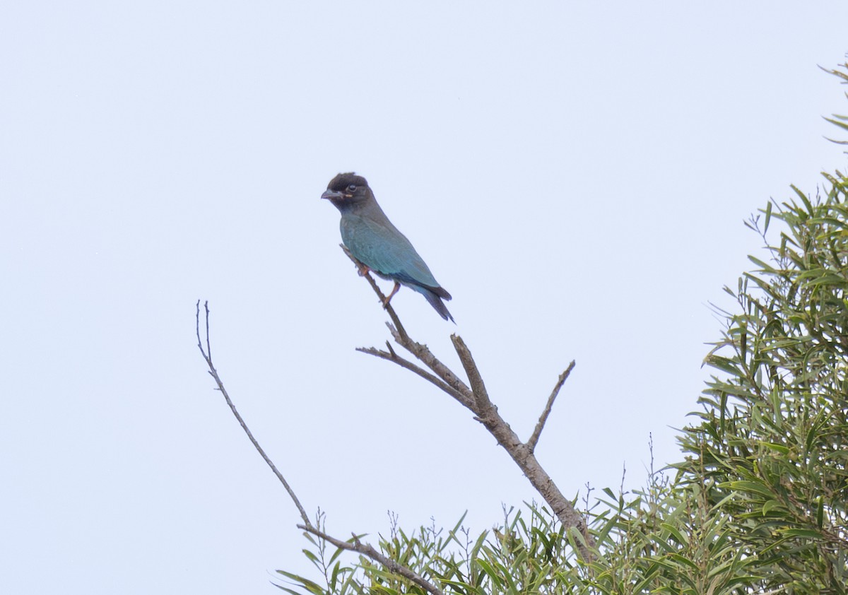 Türkisracke - ML646726279