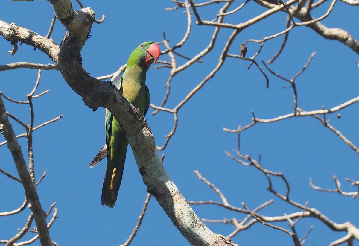 Большеклювый попугай - ML646726280