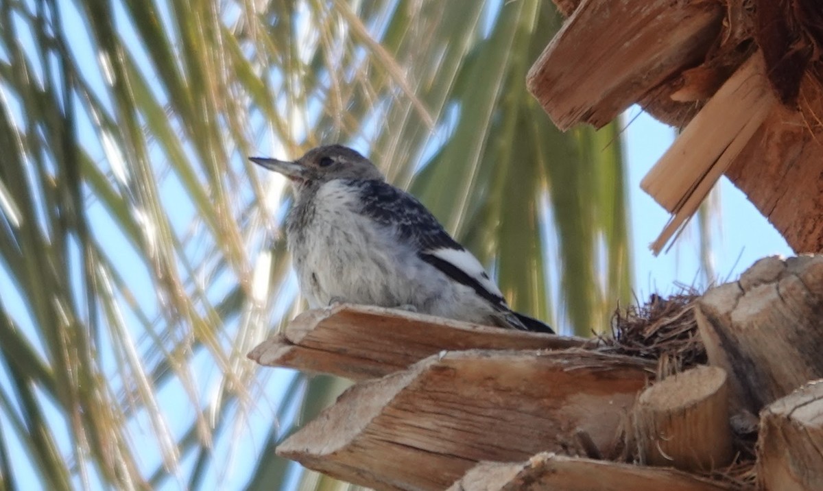 Rotkopfspecht - ML646726281