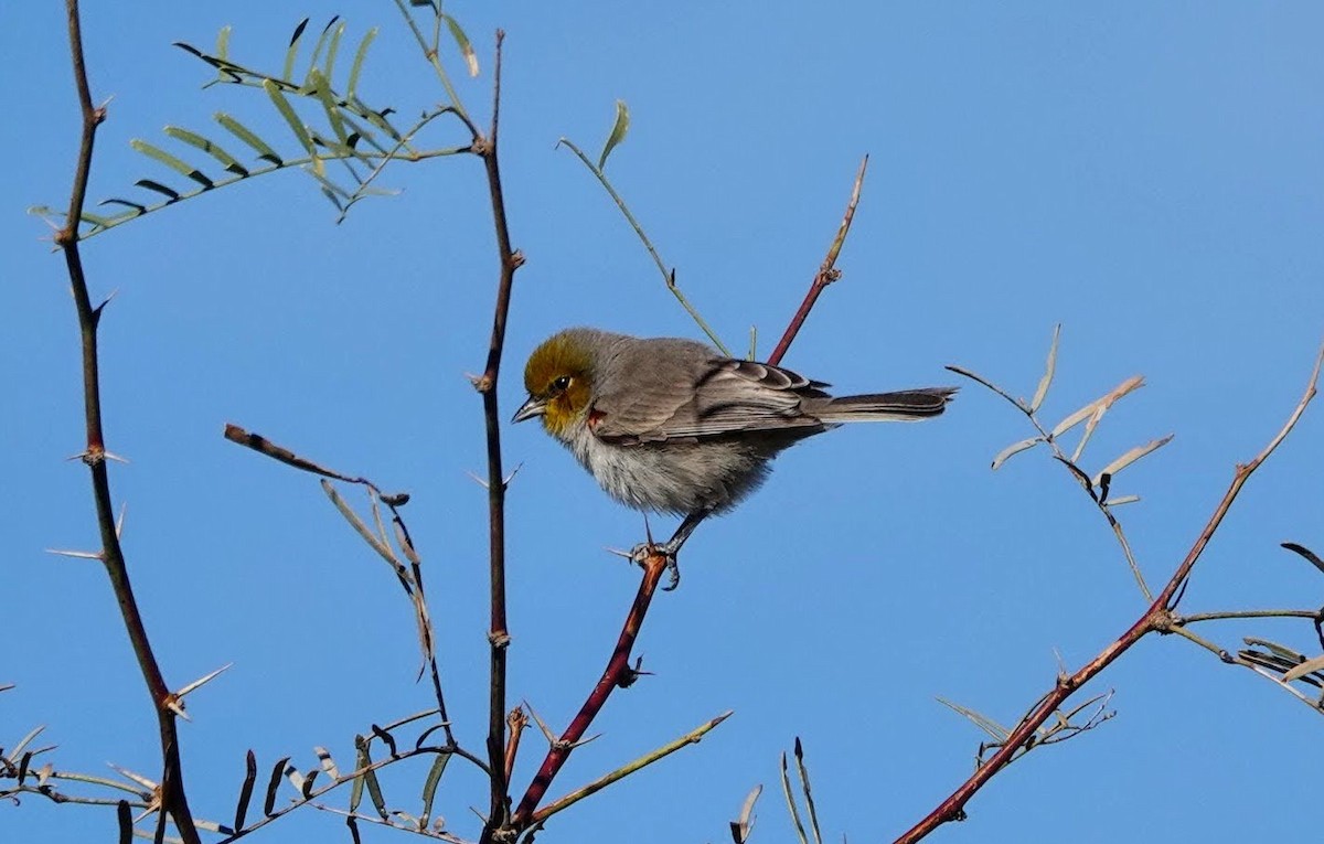 Goldkopf-Beutelmeise - ML646726282