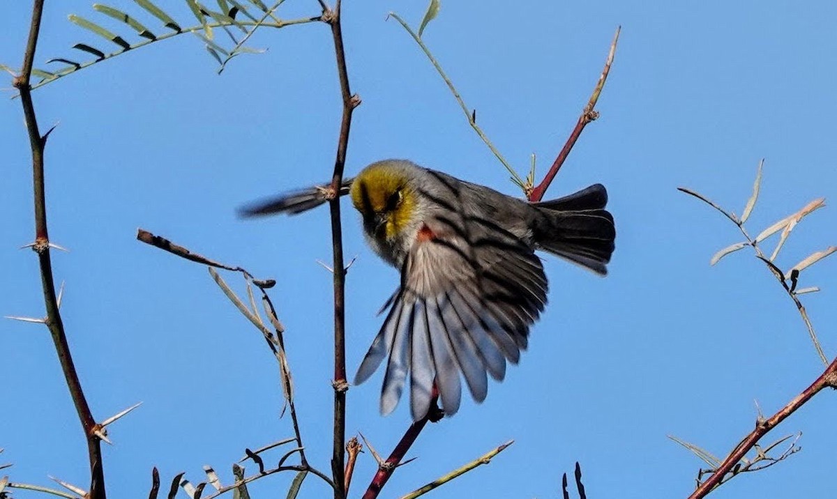 Goldkopf-Beutelmeise - ML646726287