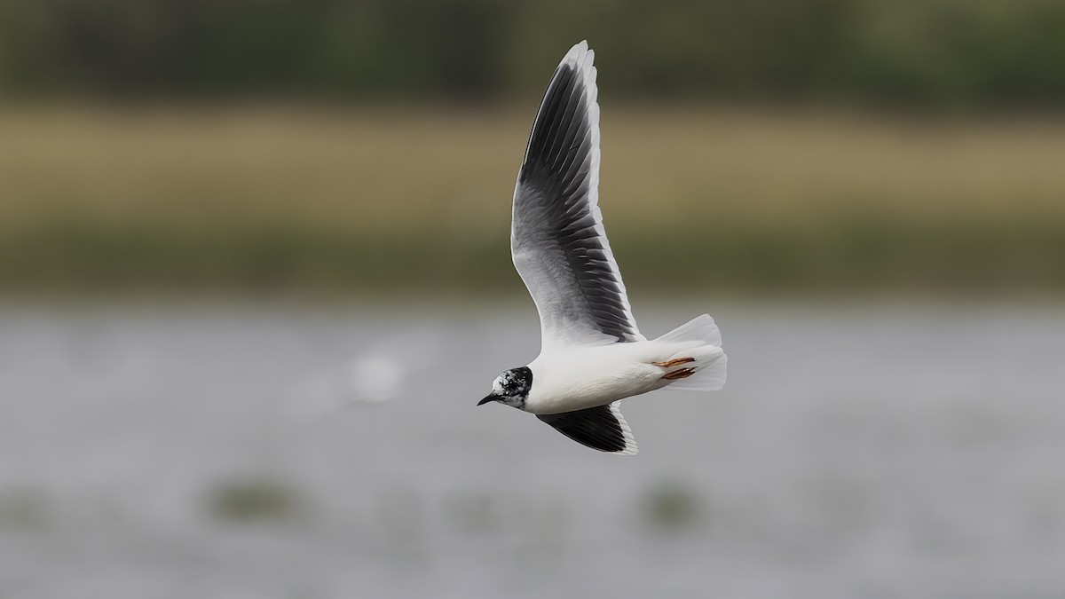 Zwergmöwe - ML646726288