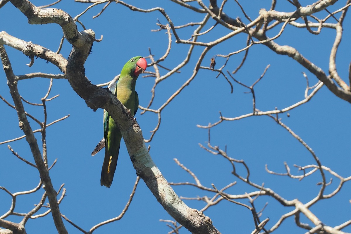 Большеклювый попугай - ML646726295